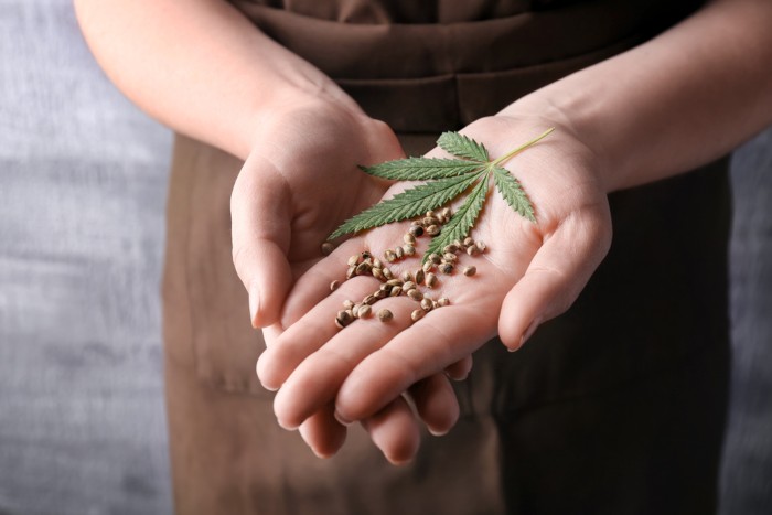 cannabis_seeds