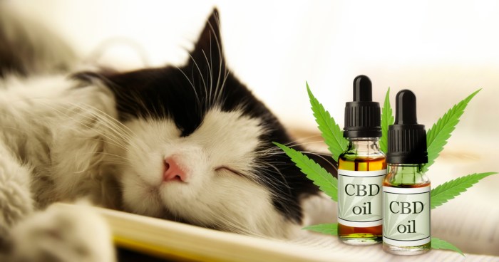 cat-cbd-oil
