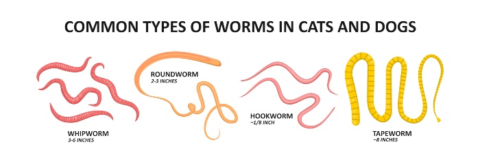 common-tapeworms-cats-dogs