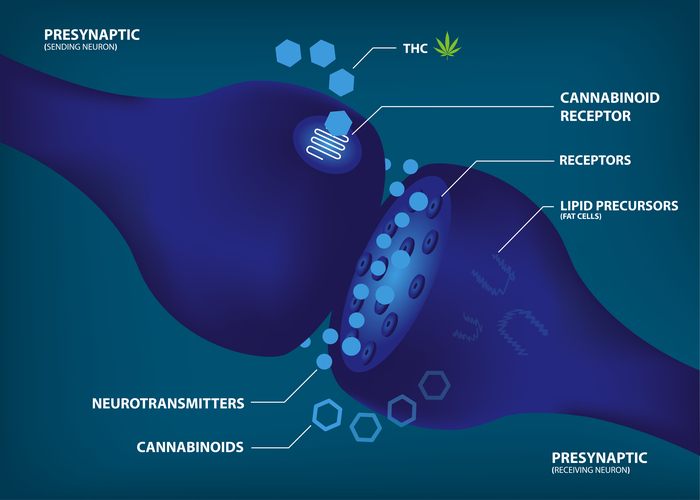 cannabinoid-receptor