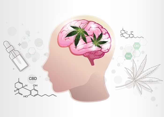 cannabis-cbd-brain