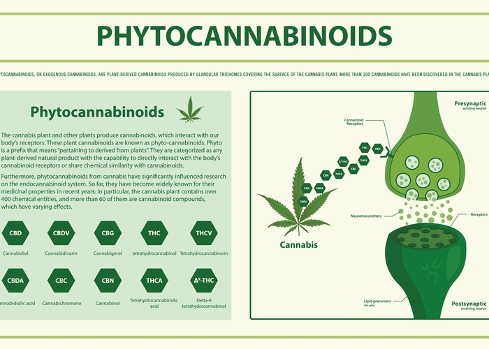 Phytocannabinoids infographic illustration